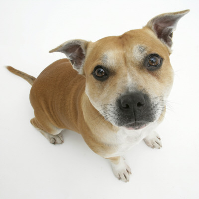 Staffordshire Bull Terrier Bitch Sitting Down And Looking Up by Jane Burton Pricing Limited Edition Print image