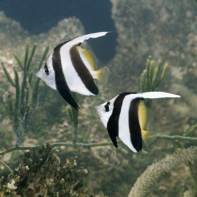 Longfin Bannerfish Wimplefish Pennant Coralfish Captive, From Indo-Pacific by Jane Burton Pricing Limited Edition Print image