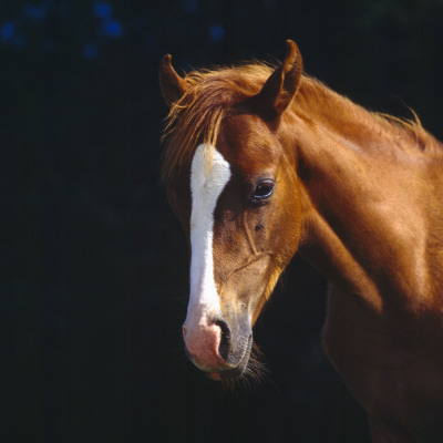 Chestnut Horse With White Blaze, Head Portrait by Jane Burton Pricing Limited Edition Print image