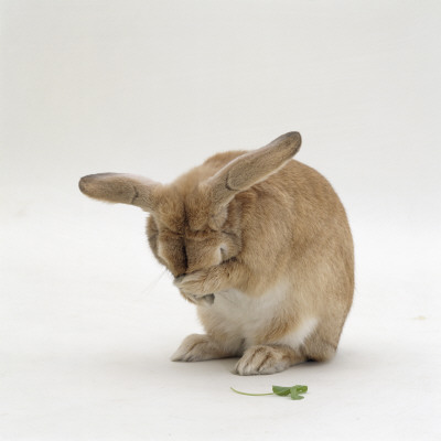 Female Sandy Lop-Eared Rabbit Grooming, Washing Her Face by Jane Burton Pricing Limited Edition Print image