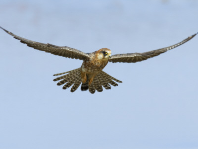 Female Red Footed Falcon (Western), Hovering In Flight, Etosha National Park, Namibia by Tony Heald Pricing Limited Edition Print image