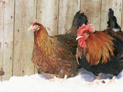 Red Dorking Domestic Chicken Cock And Hen, In Snow, Iowa, Usa by Lynn M. Stone Pricing Limited Edition Print image