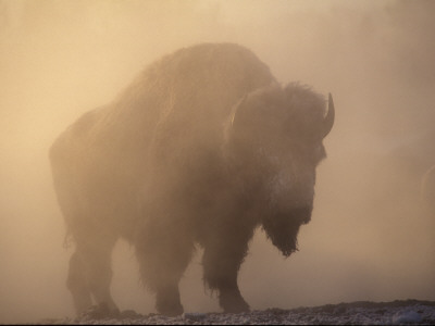 Bison, Bull Silhouetted In Dawn Mist, Yellowstone National Park, Usa by Pete Cairns Pricing Limited Edition Print image