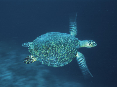 Hawksbill Turtle Swimming, Indo Pacific by Jurgen Freund Pricing Limited Edition Print image