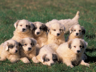 Domestic Dogs, Group Of Eight Pyrenean Mountain Dog Puppies by Adriano Bacchella Pricing Limited Edition Print image