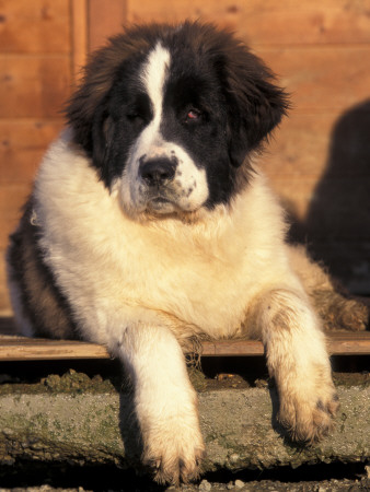 Young Pyrenean Mastiff Resting by Adriano Bacchella Pricing Limited Edition Print image