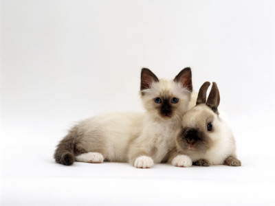 Seal-Point Birman Kitten With Baby Seal-Point Netherland Dwarf Rabbit, Colour Coordinated by Jane Burton Pricing Limited Edition Print image