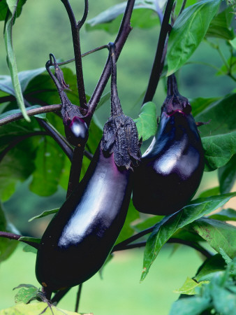 Eggplants / Aubergines (Solanum Melongena) by Reinhard Pricing Limited Edition Print image