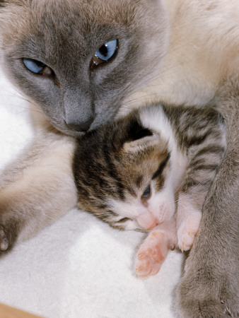 Domestic Cat, Cross Bred Tabby Kitten With Siamese Mother by Jane Burton Pricing Limited Edition Print image