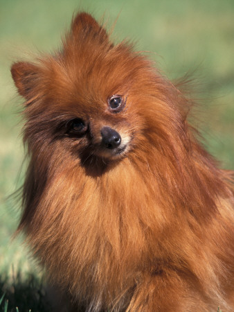 Pomeranian With Head Cocked To One Side by Adriano Bacchella Pricing Limited Edition Print image