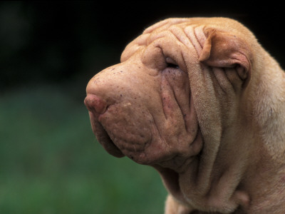 Shar Pei Face by Adriano Bacchella Pricing Limited Edition Print image