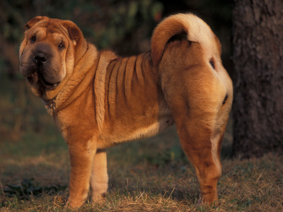 Shar Pei Portrait Showing The Curled Tail And Wrinkles On The Back by Adriano Bacchella Pricing Limited Edition Print image