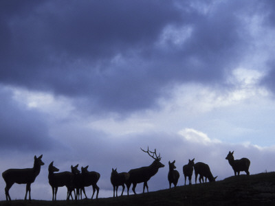 Red Deer Herd Silhouette At Dusk, Strathspey, Scotland, Uk by Pete Cairns Pricing Limited Edition Print image