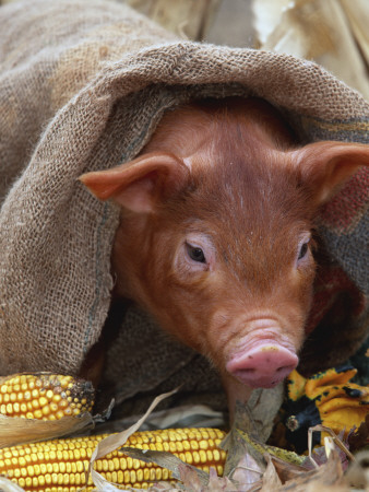 Domestic Pig In Sack, Mixed Breed, Usa by Lynn M. Stone Pricing Limited Edition Print image