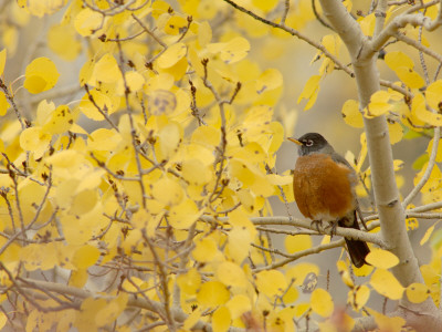 American Robin, Male In Aspen Tree, Grand Teton National Park, Wyoming, Usa by Rolf Nussbaumer Pricing Limited Edition Print image