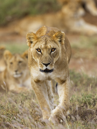 Lion, Female, Laikipia, Kenya by Tony Heald Pricing Limited Edition Print image