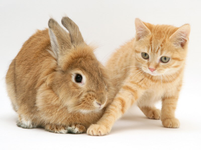 Ginger Kitten With Paw Extended And Sandy Lop Rabbit by Jane Burton Pricing Limited Edition Print image