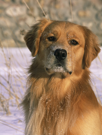 Golden Retriever In Snow (Canis Familiaris) Illinois, Usa by Lynn M. Stone Pricing Limited Edition Print image