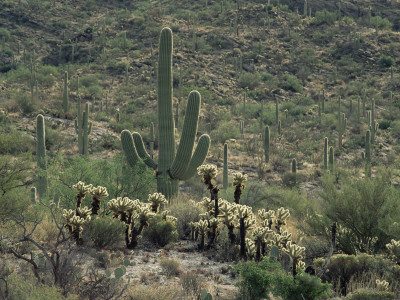 Saguaro National Park, Arizona, With Saguaro Cactus And Silver Cholla by Rolf Nussbaumer Pricing Limited Edition Print image