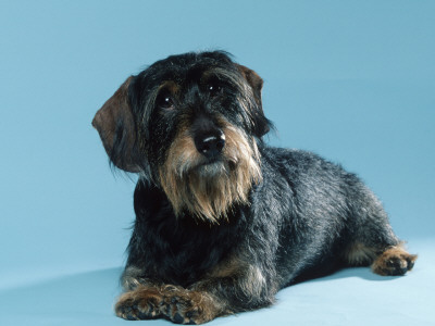 Wire-Haired Dachshund by Petra Wegner Pricing Limited Edition Print image