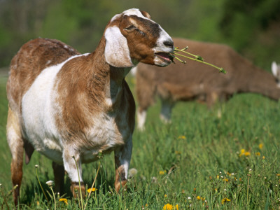 Domestic Goat, Grazing, Usa by Lynn M. Stone Pricing Limited Edition Print image