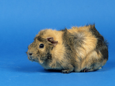 Three Red Abyssinian Guinea Pigs by Petra Wegner Pricing Limited Edition Print image