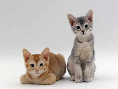 Domestic Cat, 9-Weeks Red And Blue-Cream Kittens, Lying And Sitting by Jane Burton Pricing Limited Edition Print image