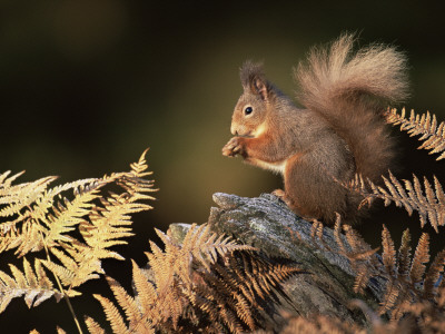 Red Squirrel In Autumn, Scotland, Uk Strathspey by Pete Cairns Pricing Limited Edition Print image