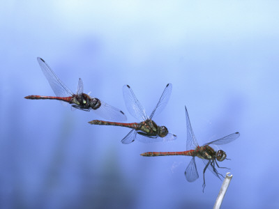 Common Darter Dragonfly Male Landing On Flower, Uk by Kim Taylor Pricing Limited Edition Print image