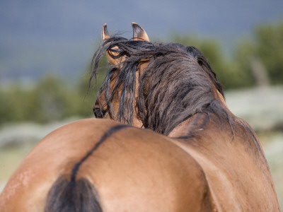 Wild Horse, Rear View Of Dun Stallion, Pryor Mountains, Montana, Usa by Carol Walker Pricing Limited Edition Print image