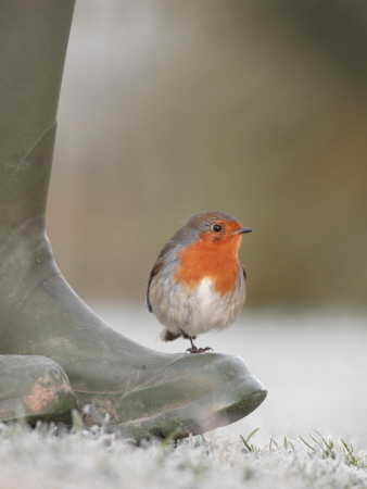 Robin Perched On Boot, Uk by T.J. Rich Pricing Limited Edition Print image