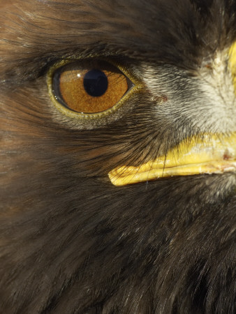 Golden Eagle (Aquila Chrysaetos) Close Up Of Eye, Cairngorms National Park, Scotland, Uk by Pete Cairns Pricing Limited Edition Print image