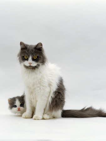 Domestic Cat, Blue Bicolour Persian-Cross Mother With Kitten by Jane Burton Pricing Limited Edition Print image