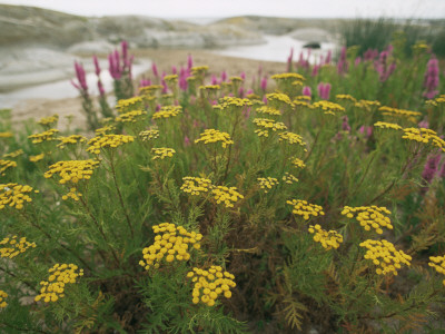 Common Tansy In Flower, Sweden by Staffan Widstrand Pricing Limited Edition Print image
