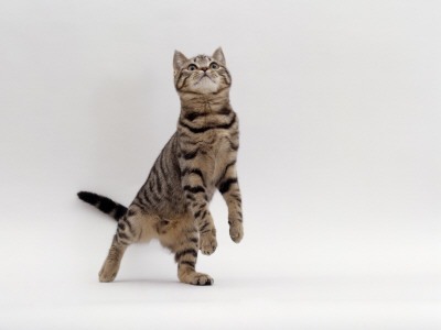 Domestic Cat, Brown Spotted Tabby Reaching Up by Jane Burton Pricing Limited Edition Print image