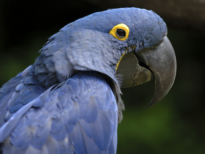 Hyacinth Macaw, Head Profile by Eric Baccega Pricing Limited Edition Print image