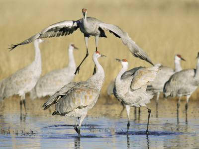 Sandhill Cranes Displaying, Bosque Del Apache National Park, Nm, Usa by Rolf Nussbaumer Pricing Limited Edition Print image