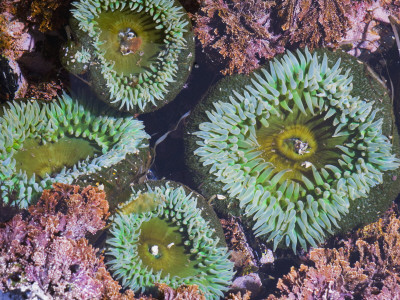 Giant Green Anemones, Olympic National Park, Washington, Usa by Georgette Douwma Pricing Limited Edition Print image