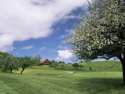 Traditional Farmhouse And Apple Tree In Blossom, Unteraegeri, Switzerland by Rolf Nussbaumer Pricing Limited Edition Print image