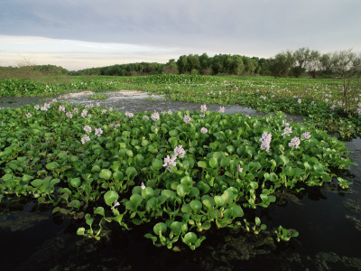 Water Hyacinth Covering Lake, Texas, Usa by Rolf Nussbaumer Pricing Limited Edition Print image