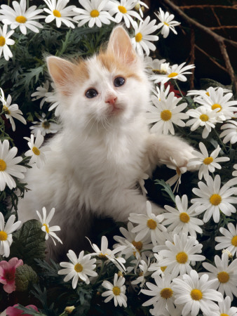 Domestic Cat, Turkish Van Kitten Among White Dasies With Pink Primulas by Jane Burton Pricing Limited Edition Print image