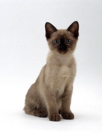 Domestic Cat, 8-Week Seal-Point Tonkinese Kitten Sitting by Jane Burton Pricing Limited Edition Print image