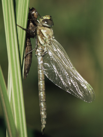 Migrant Hawker Dragonfly Just Emerged From Pupa, Cornwall, Uk by Ross Hoddinott Pricing Limited Edition Print image