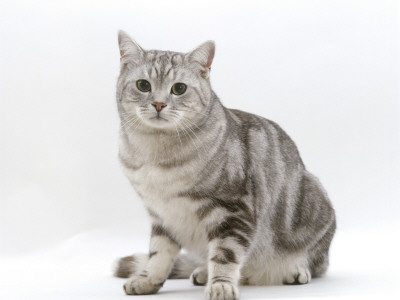 Domestic Cat, 4-Year Silver Tabby Male Kitten by Jane Burton Pricing Limited Edition Print image
