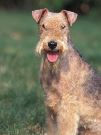 Lakeland Terrier Portrait by Adriano Bacchella Pricing Limited Edition Print image
