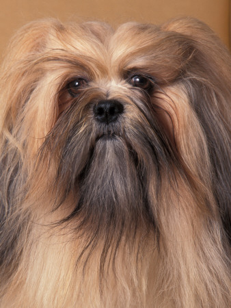 Lhasa Apso Portrait With Hair Tied Back Away From Face by Adriano Bacchella Pricing Limited Edition Print image