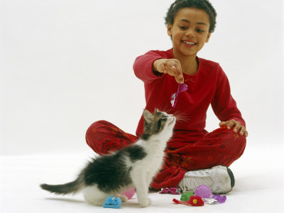 Domestic Cat, Girl Plays With 10-Week Tabby-And-White Kitten by Jane Burton Pricing Limited Edition Print image