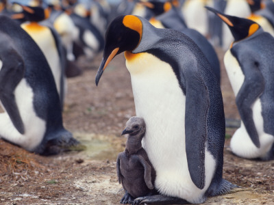 King Penguin With Young Chick (Aptenodytes Patagonica) South Georgia by Reinhard Pricing Limited Edition Print image