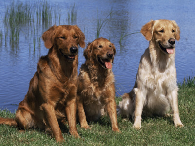 Three Golden Retrievers, Usa by Lynn M. Stone Pricing Limited Edition Print image
