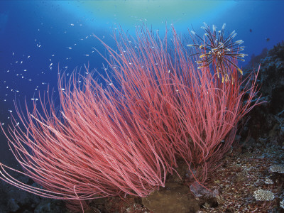 Featherstar, On Fan Coral, Sulu-Sulawesi Seas, Indo Pacific by Jurgen Freund Pricing Limited Edition Print image
